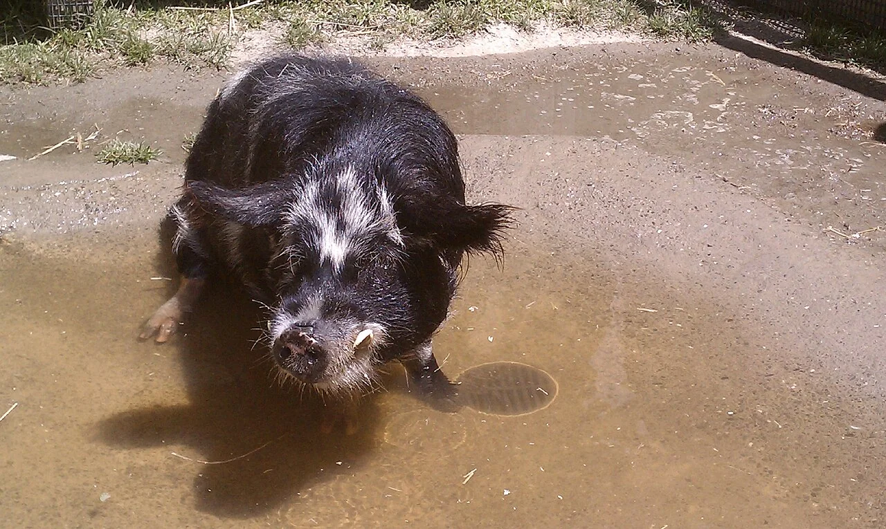 Un cerdo Kunekune en una zona de barro del zoo de San Francisco.