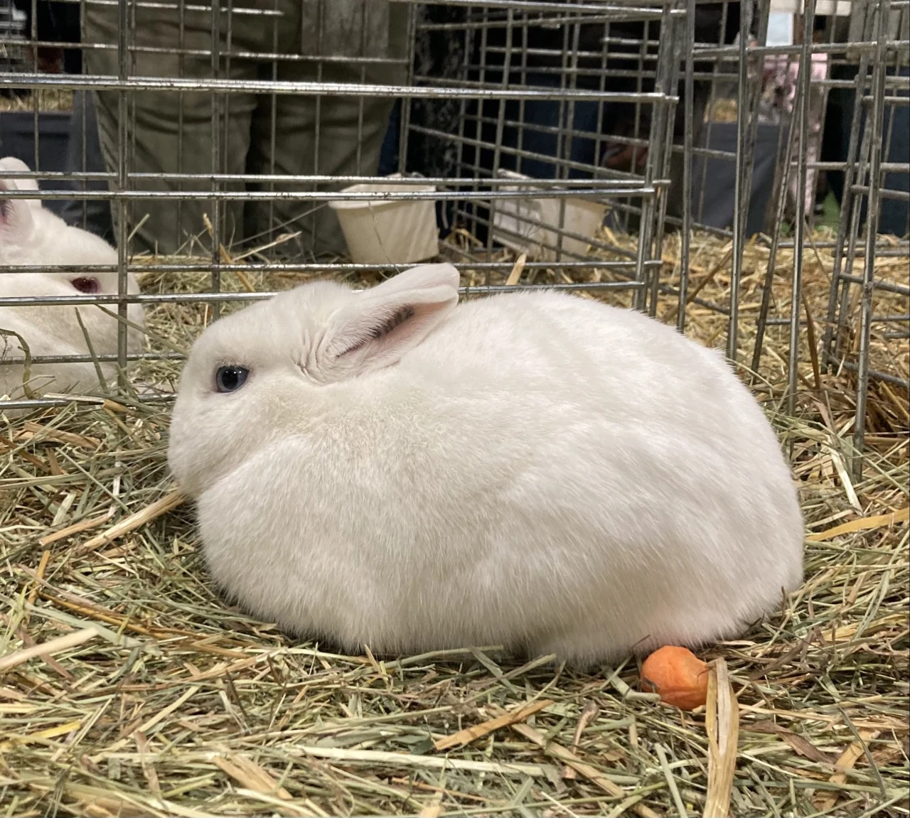 A blue-eyed Hermelin rabbit at the 2023 agricultural show in Paris.