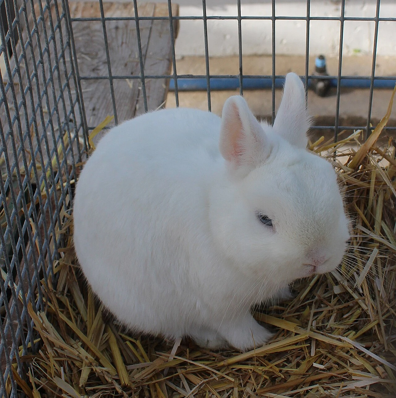 A Hermelin rabbit at a rabbit show in Alsleben.