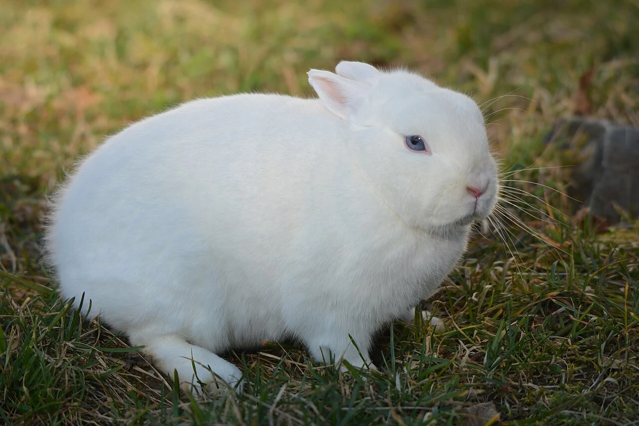 A blue-eyed Hermelin rabbit sitting on grass.