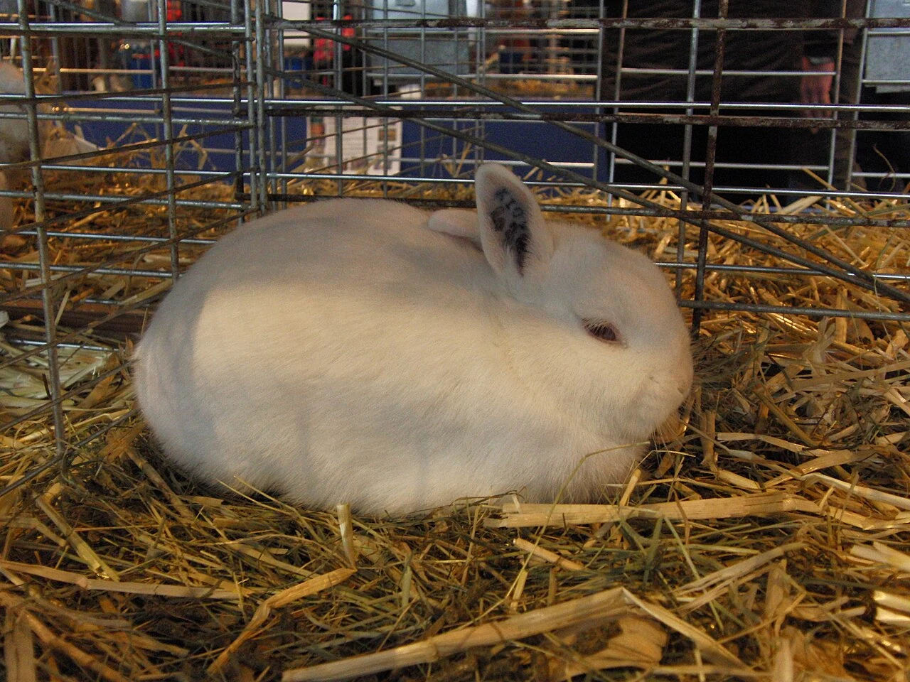 A red-eyed Hermelin rabbit at the 2011 agricultural show in Paris.