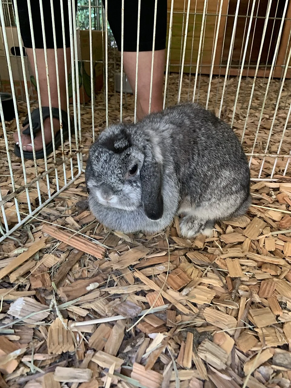 A grey Holland Lop with hanging ears in an enclosure.