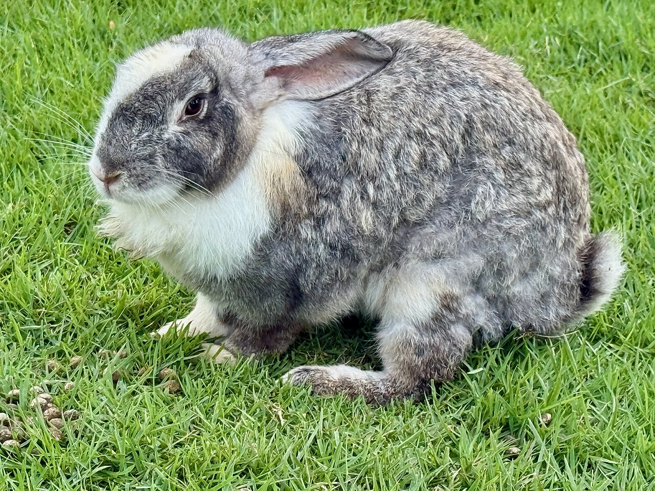 A grey and white Holland Lop sitting on grass.