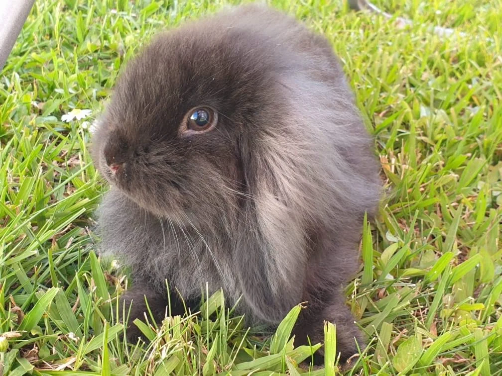 A dark grey Holland Lop sitting on grass.