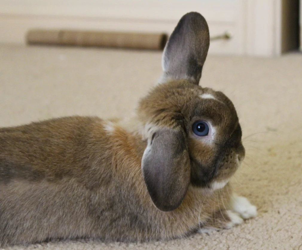 A close-up of a Holland Lop with one raised ear and one hanging ear.
