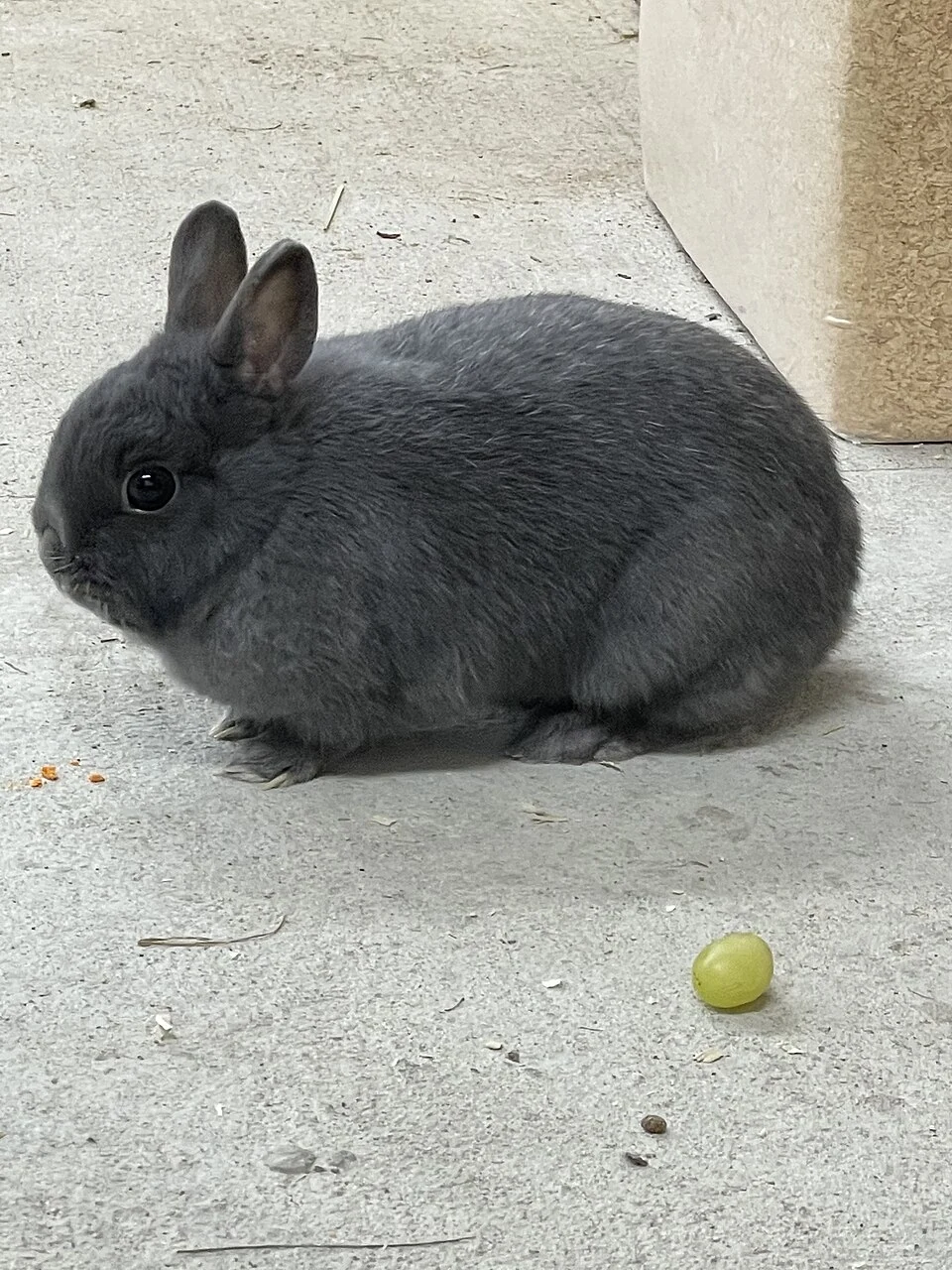 A grey Netherland Dwarf rabbit viewed from the side.