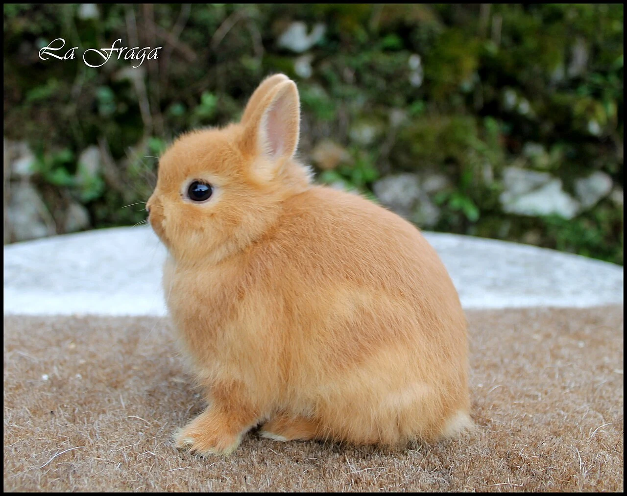 An orange Netherland Dwarf rabbit sitting outdoors.