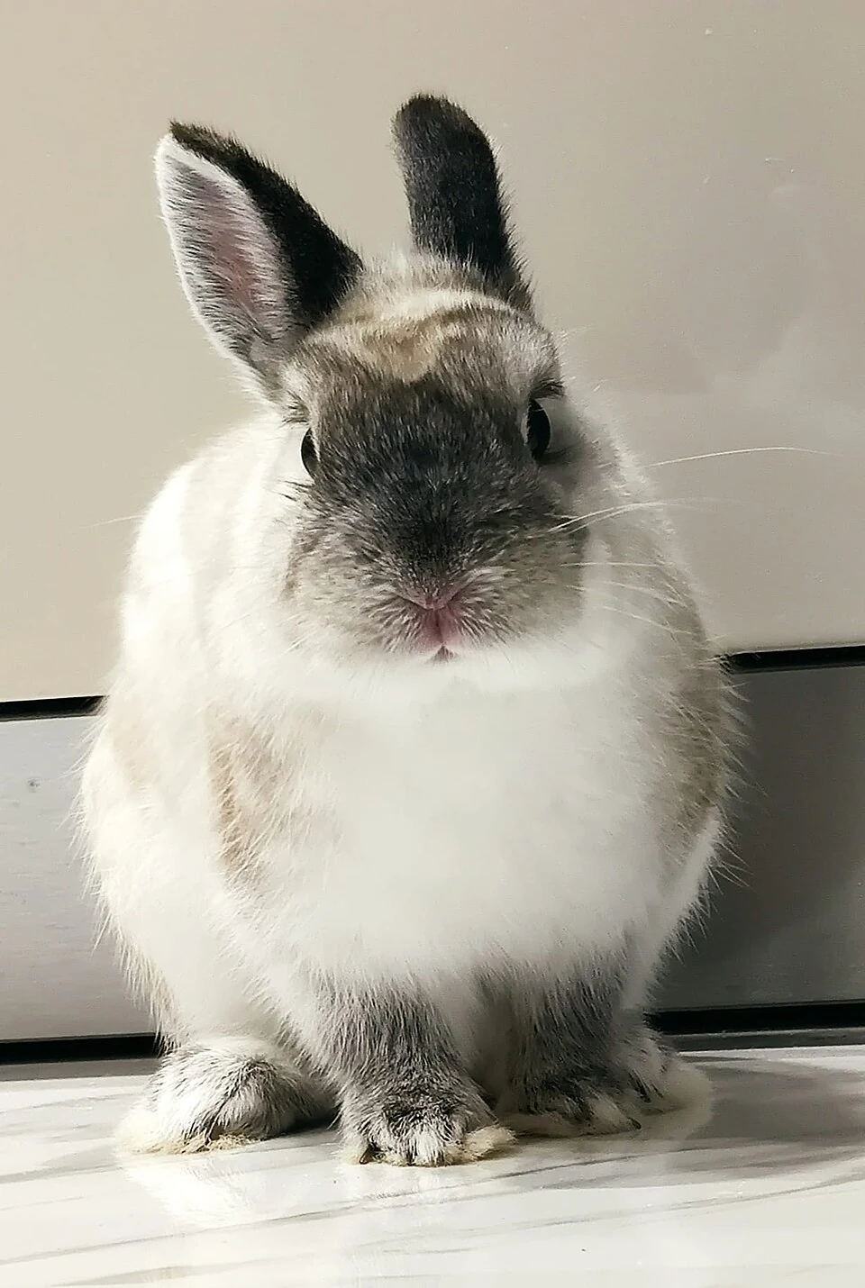 A Netherland Dwarf rabbit with a dark face and pale body viewed from the front.