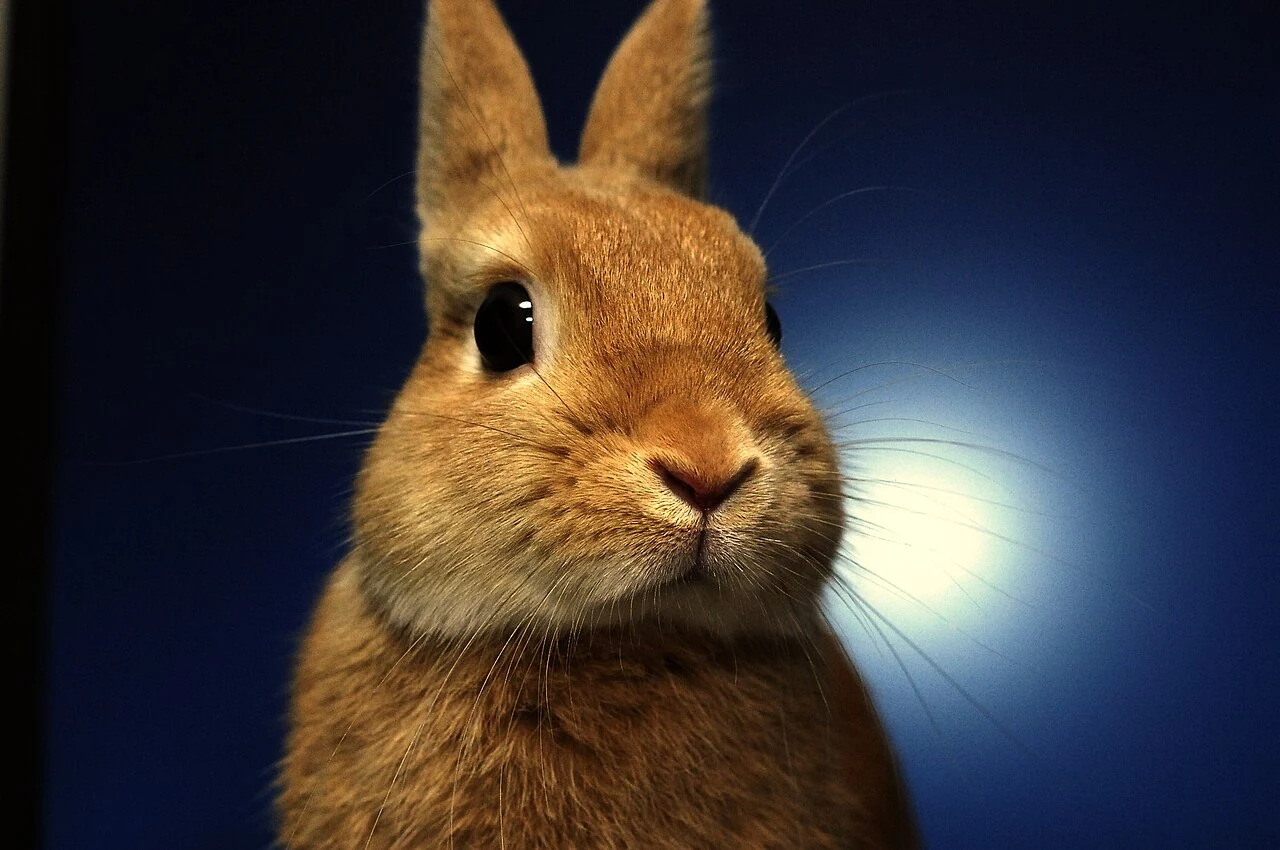 A close-up of a brown Netherland Dwarf rabbit's face.