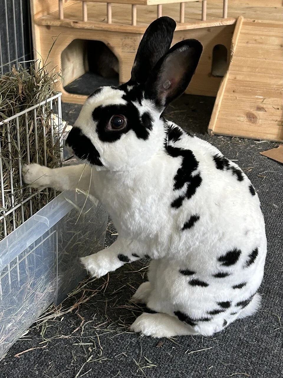 A black and white spotted Mini Rex reaching up at a hay rack.