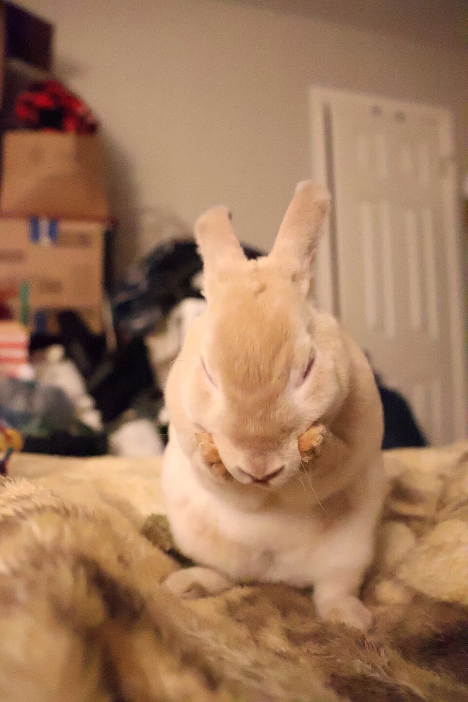 A Mini Rex grooming its face with its front paws.