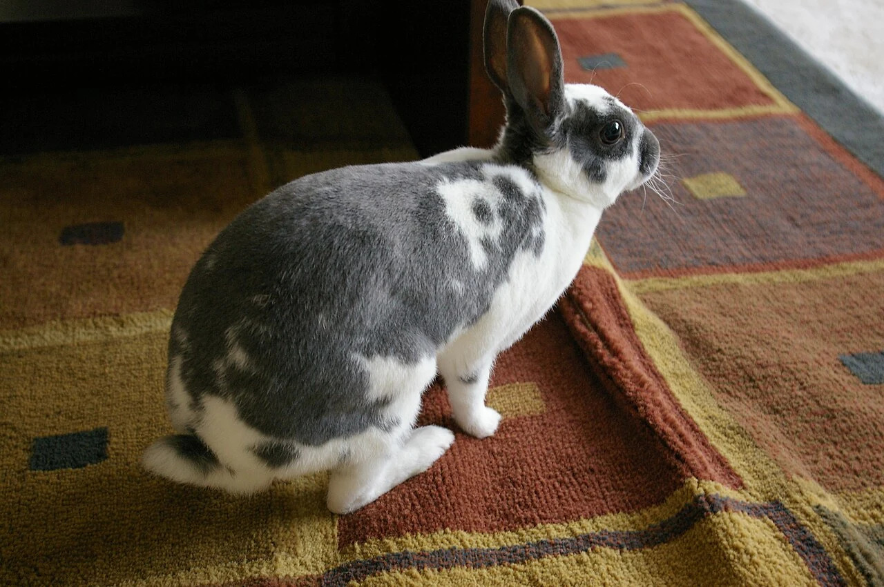 A grey and white spotted Mini Rex sitting on a carpet.
