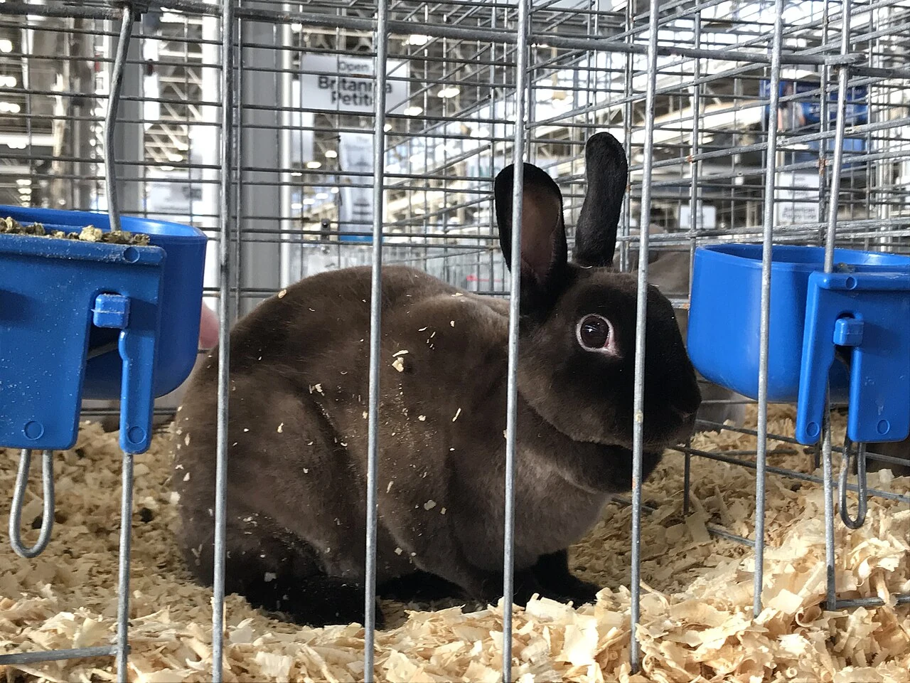 A dark Mini Rex at the 2017 rabbit show in Indianapolis.