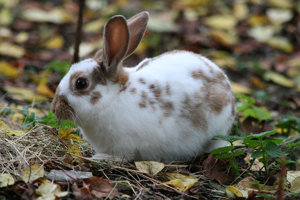Eine junge Englische Schecke mit schokoladenbrauner Zeichnung im Garten.