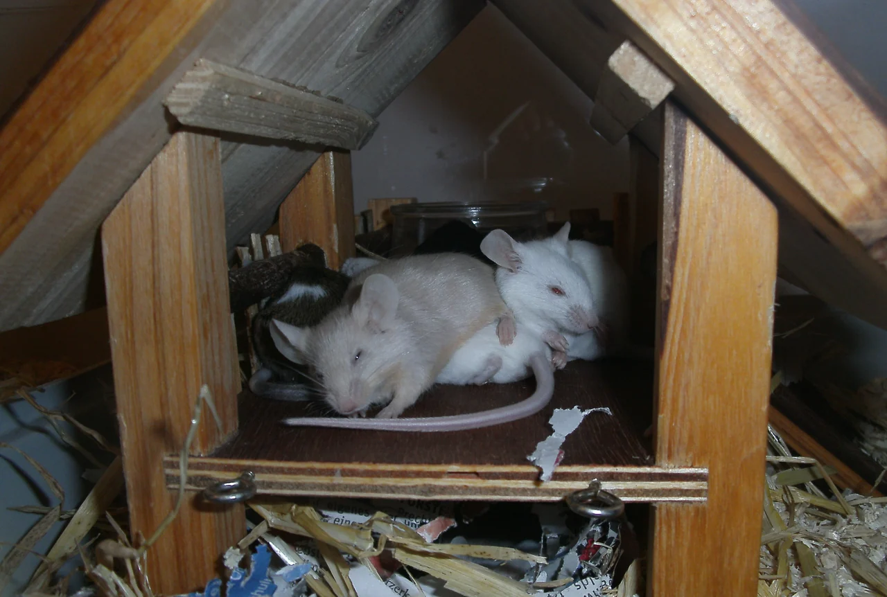 Topi domestici riposano insieme in una casetta di legno.