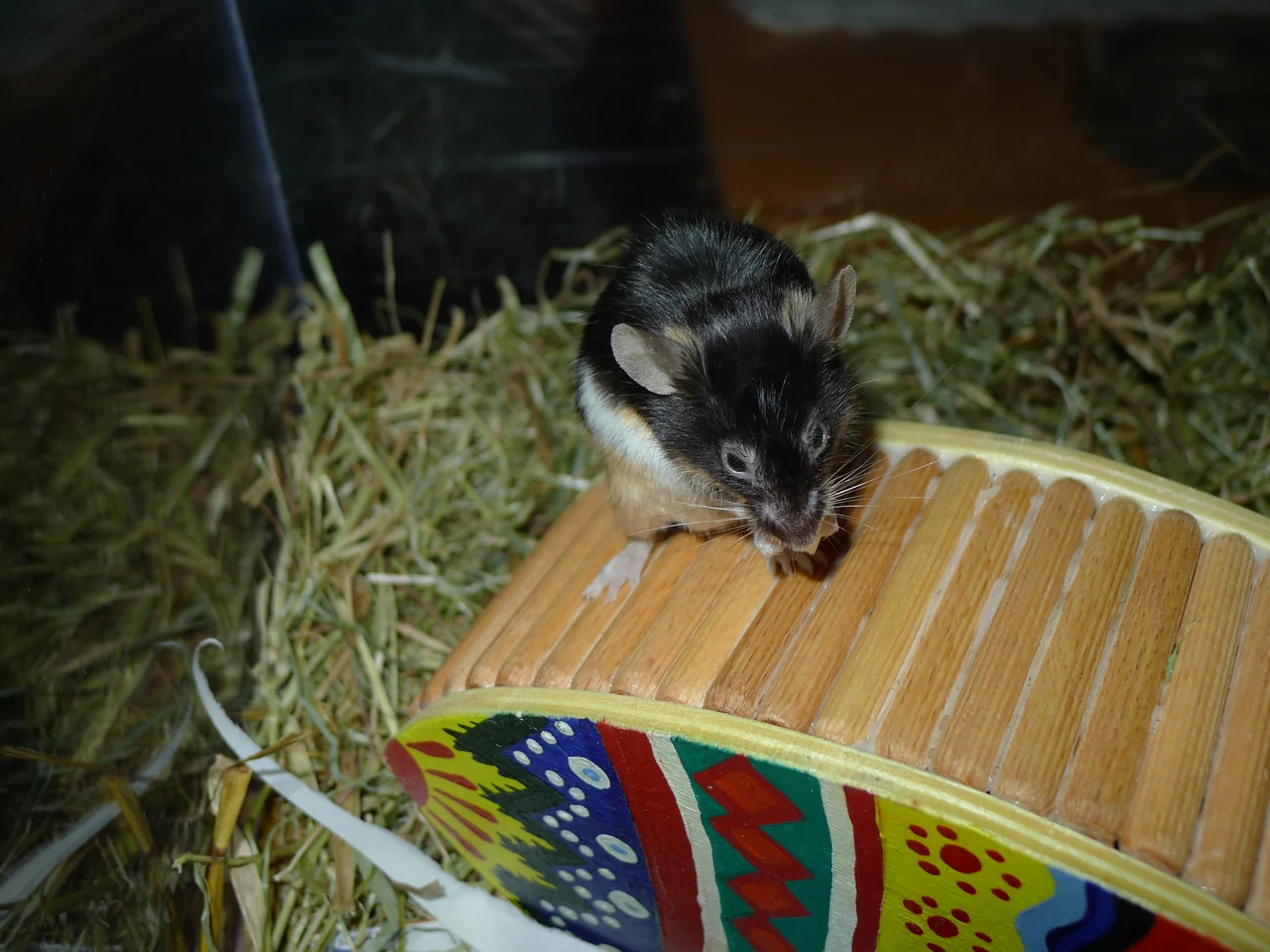 Un topo domestico seduto su un oggetto di legno.