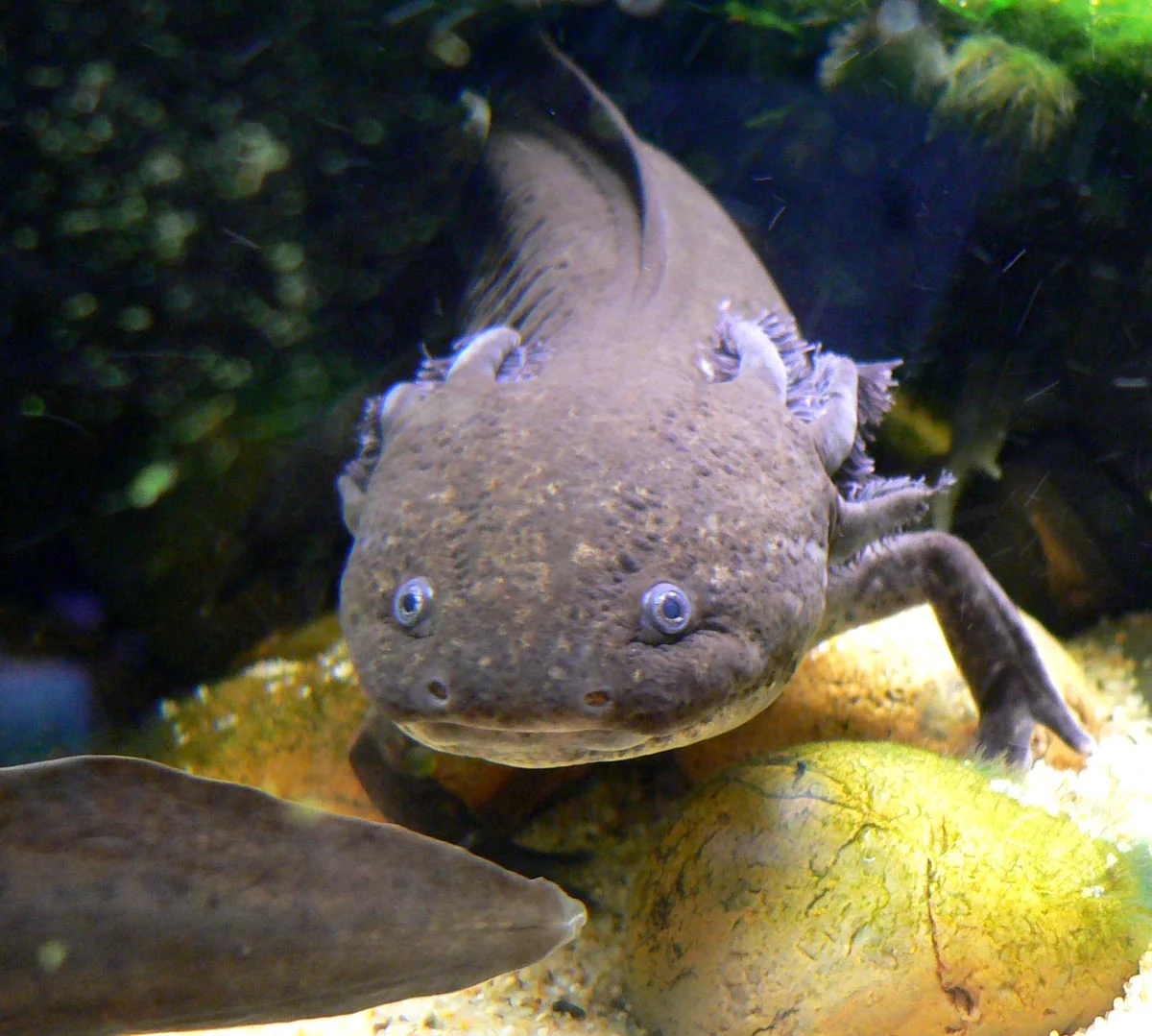 Brauner Axolotl frontal auf einem großen Stein