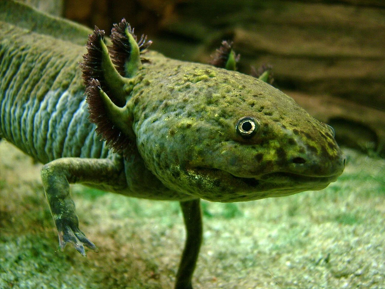 Dunkel gefärbter Axolotl von vorn