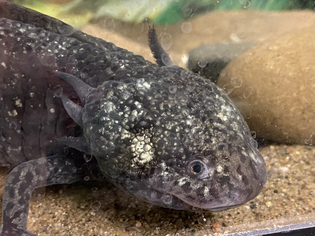 Dunkler Axolotl im Nahporträt über feinem Sand