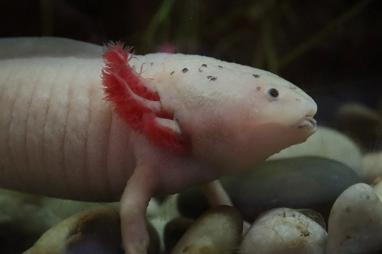 Heller Axolotl mit sichtbaren äußeren Kiemen