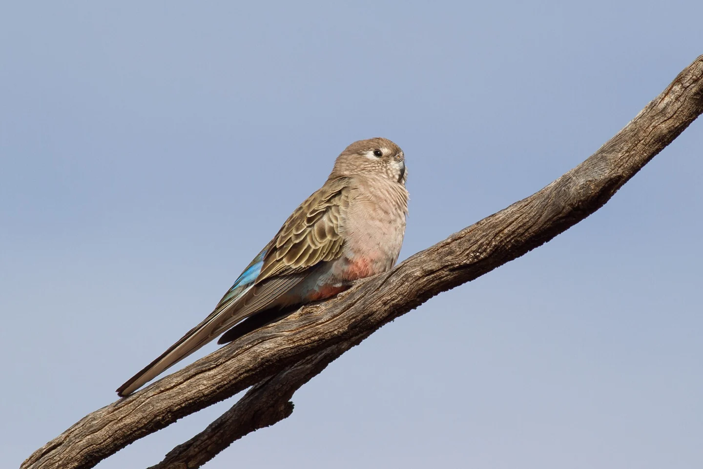 Bourke’s parakeet with a brown back and pink breast.