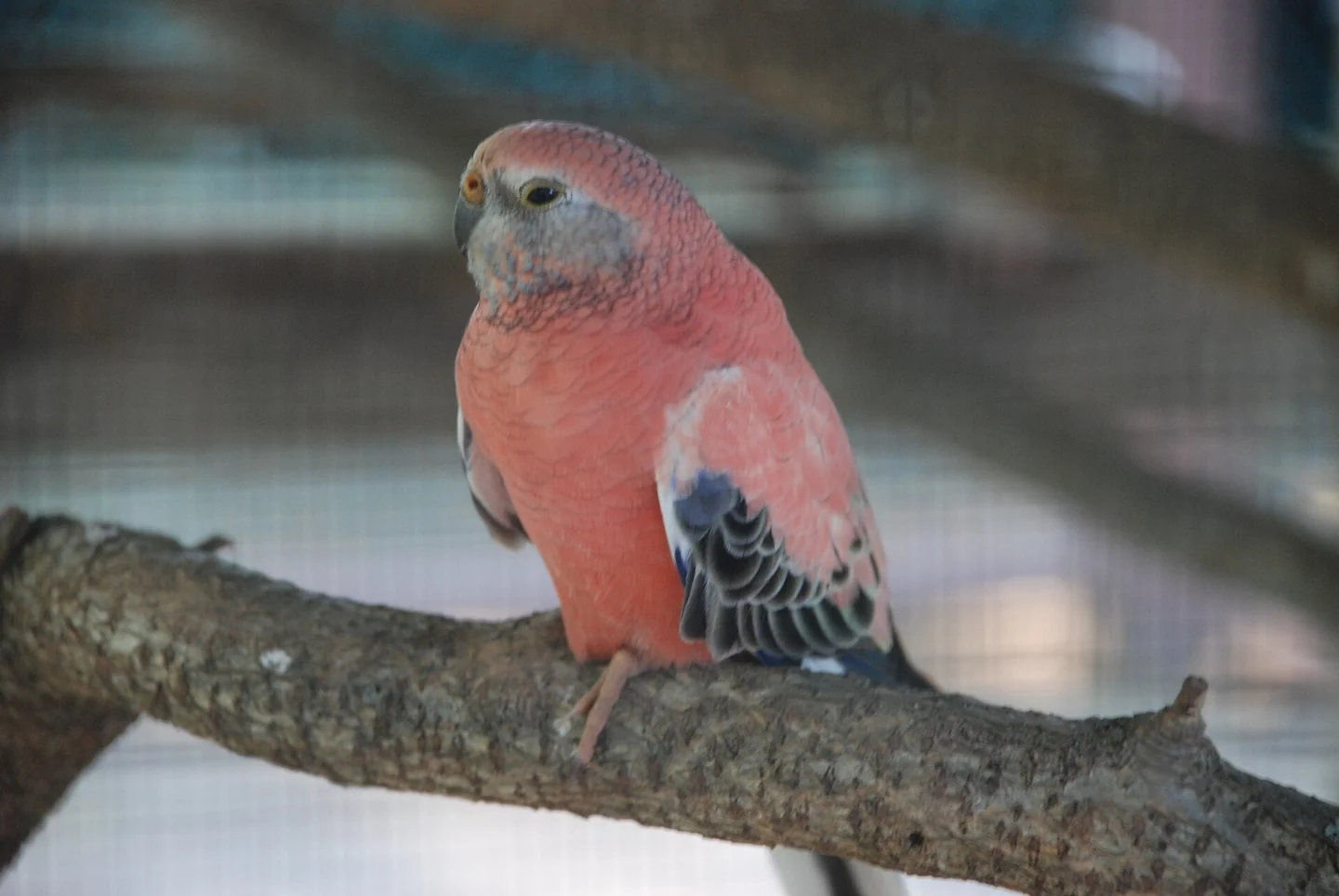 Pink Bourke’s parakeet on a branch.