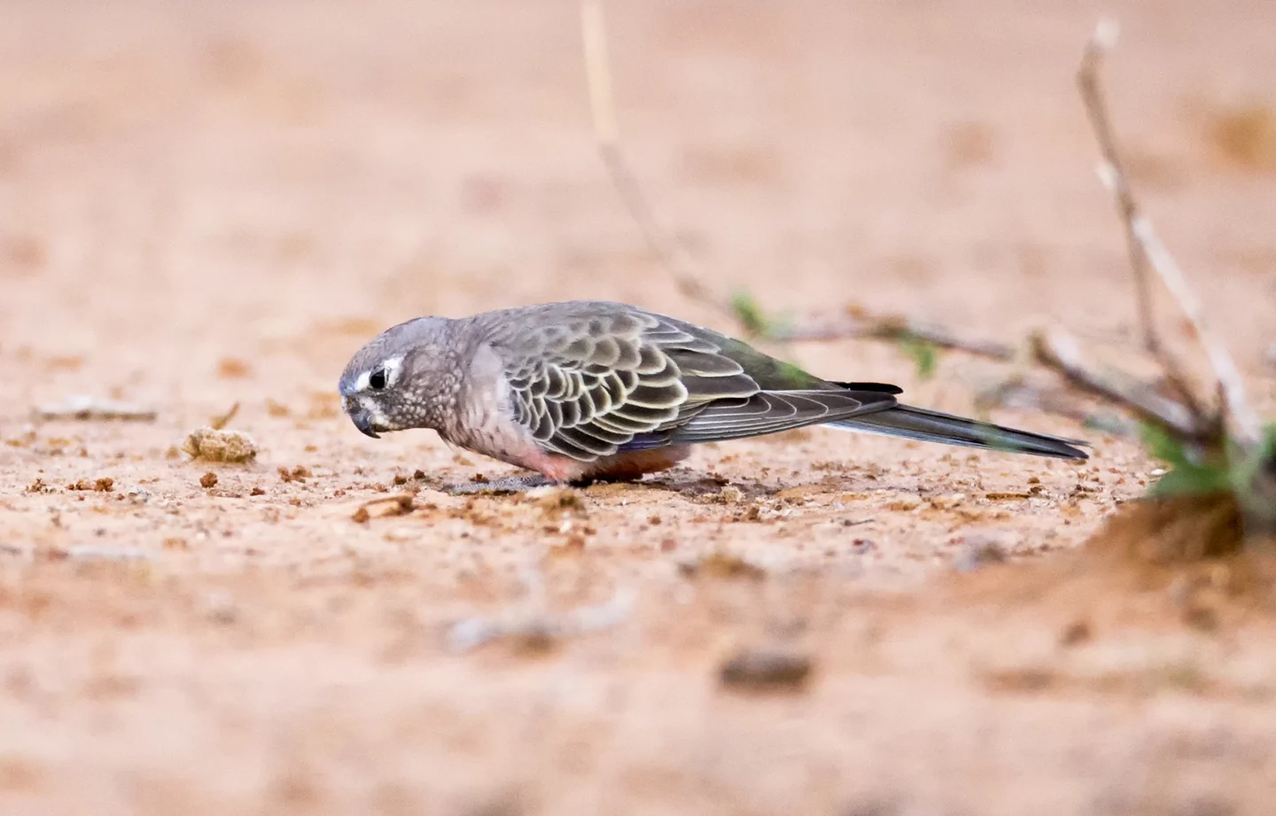 Bourke’s parakeet foraging on the ground.