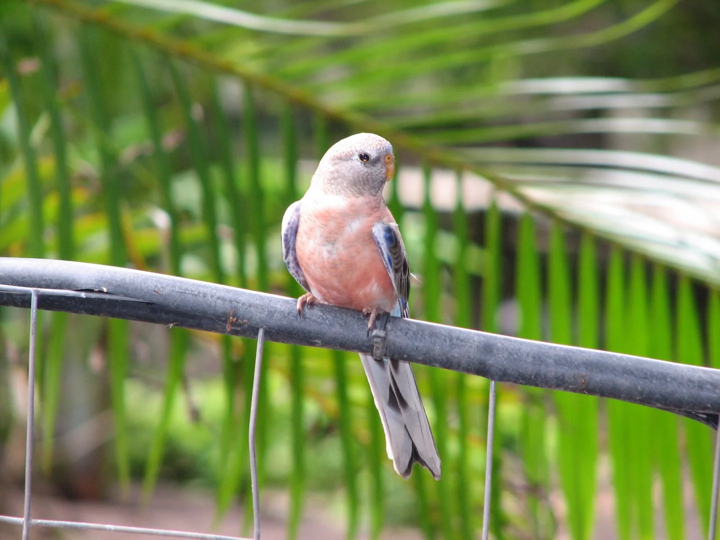 Bourke’s parakeet on a perch in front of green plants.