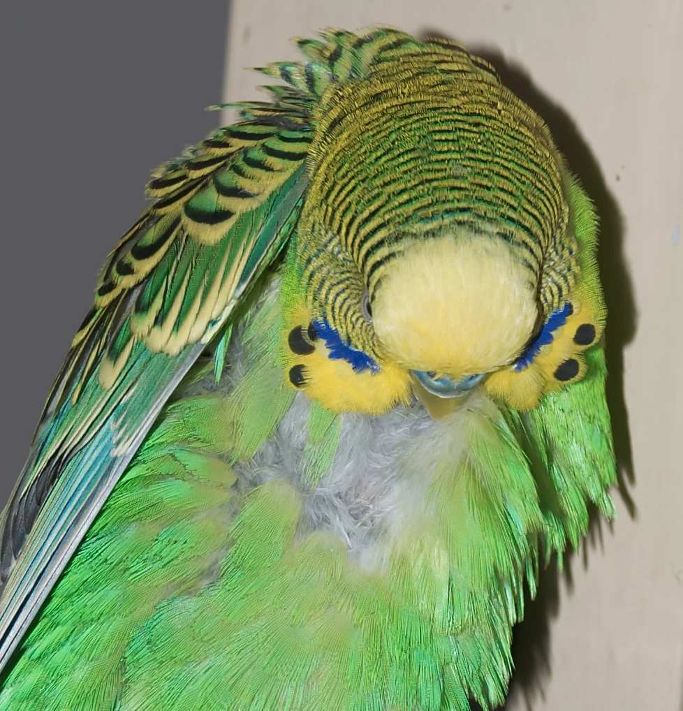 Periquito verde acicalándose las plumas.