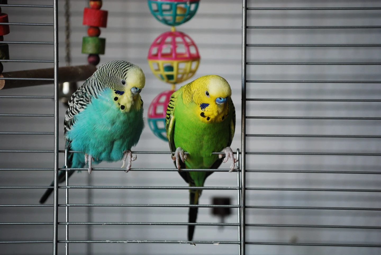 Blue and green budgies sitting together.