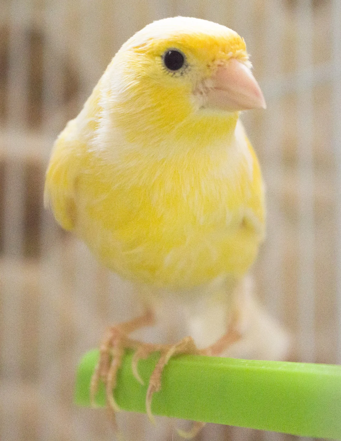 Close view of a yellow domestic canary.