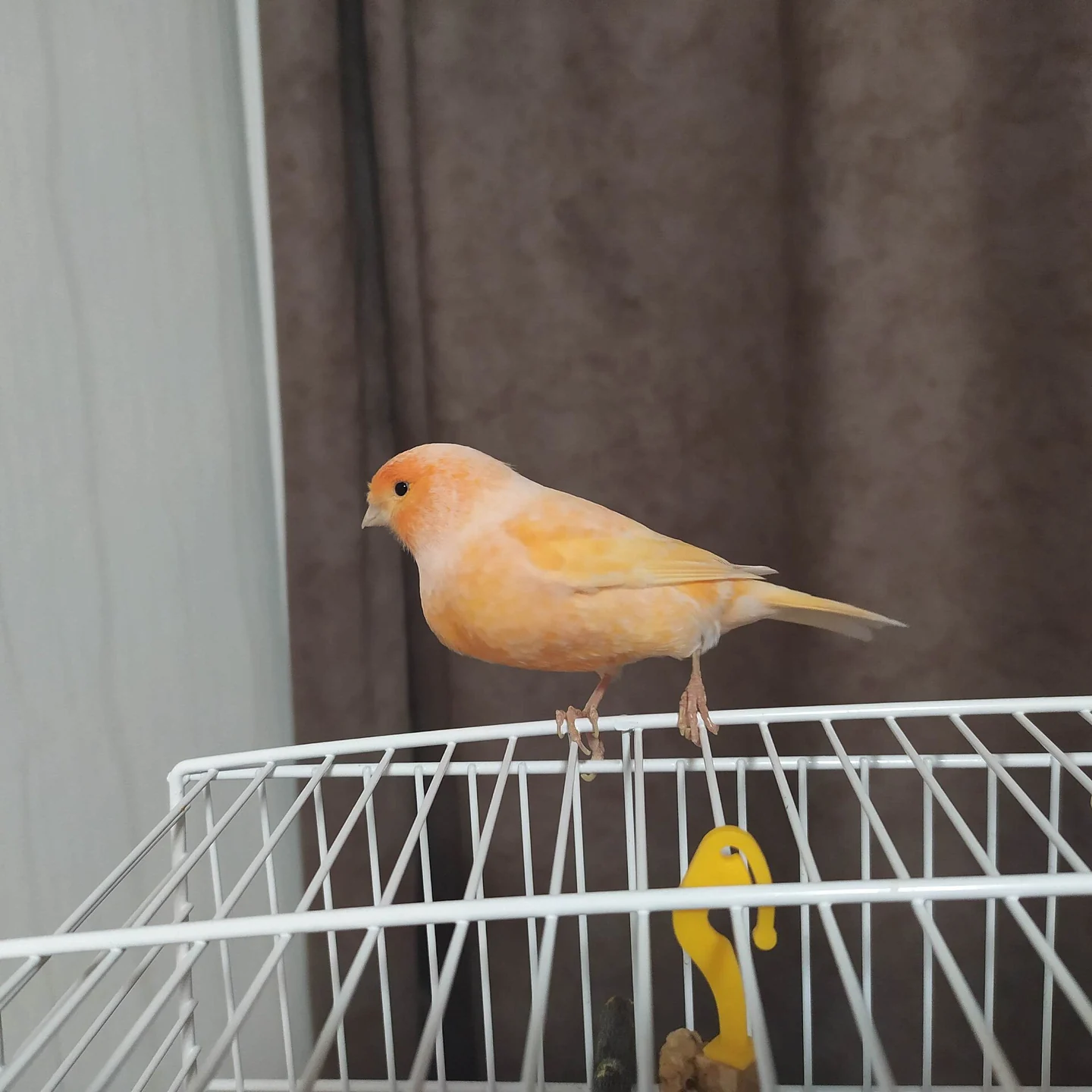 Orange domestic canary on the top of a cage.