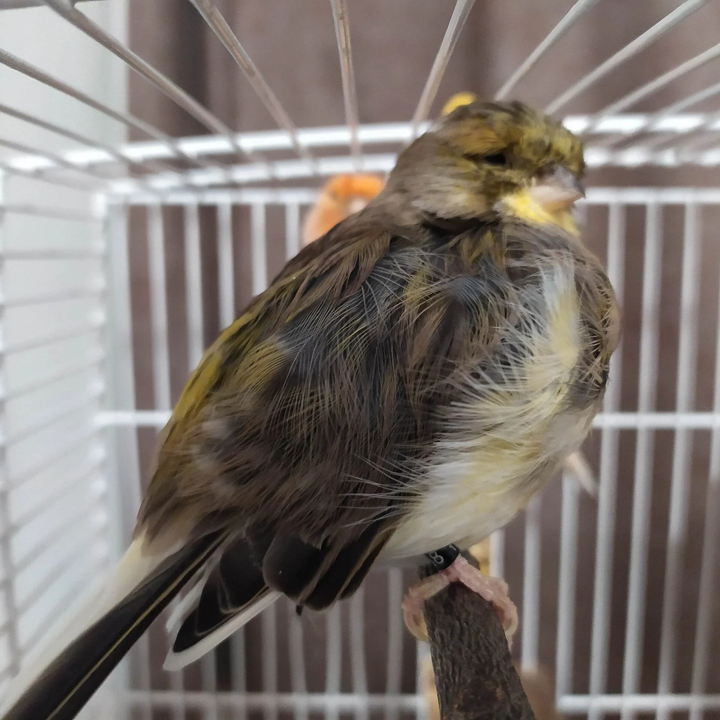 Dark-marked domestic canary on a branch.