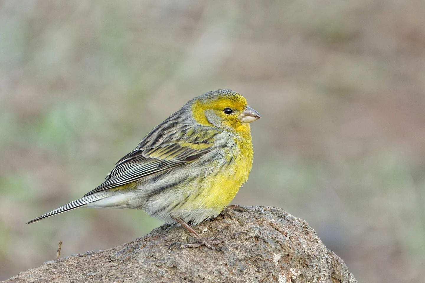 Wild Atlantic canary on Madeira, ancestor of domestic canaries.