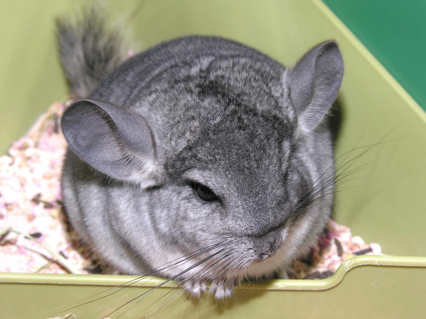 灰色のチンチラがトレーの中で休んでいます。
