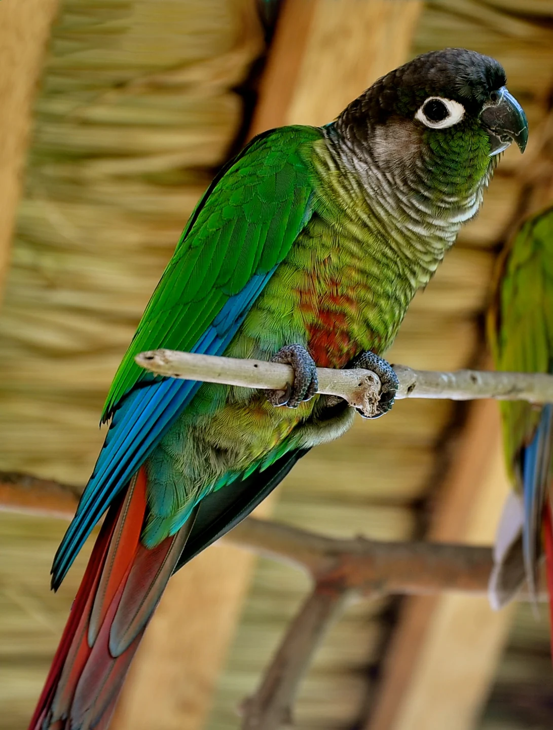 Green-cheeked conure on a branch.