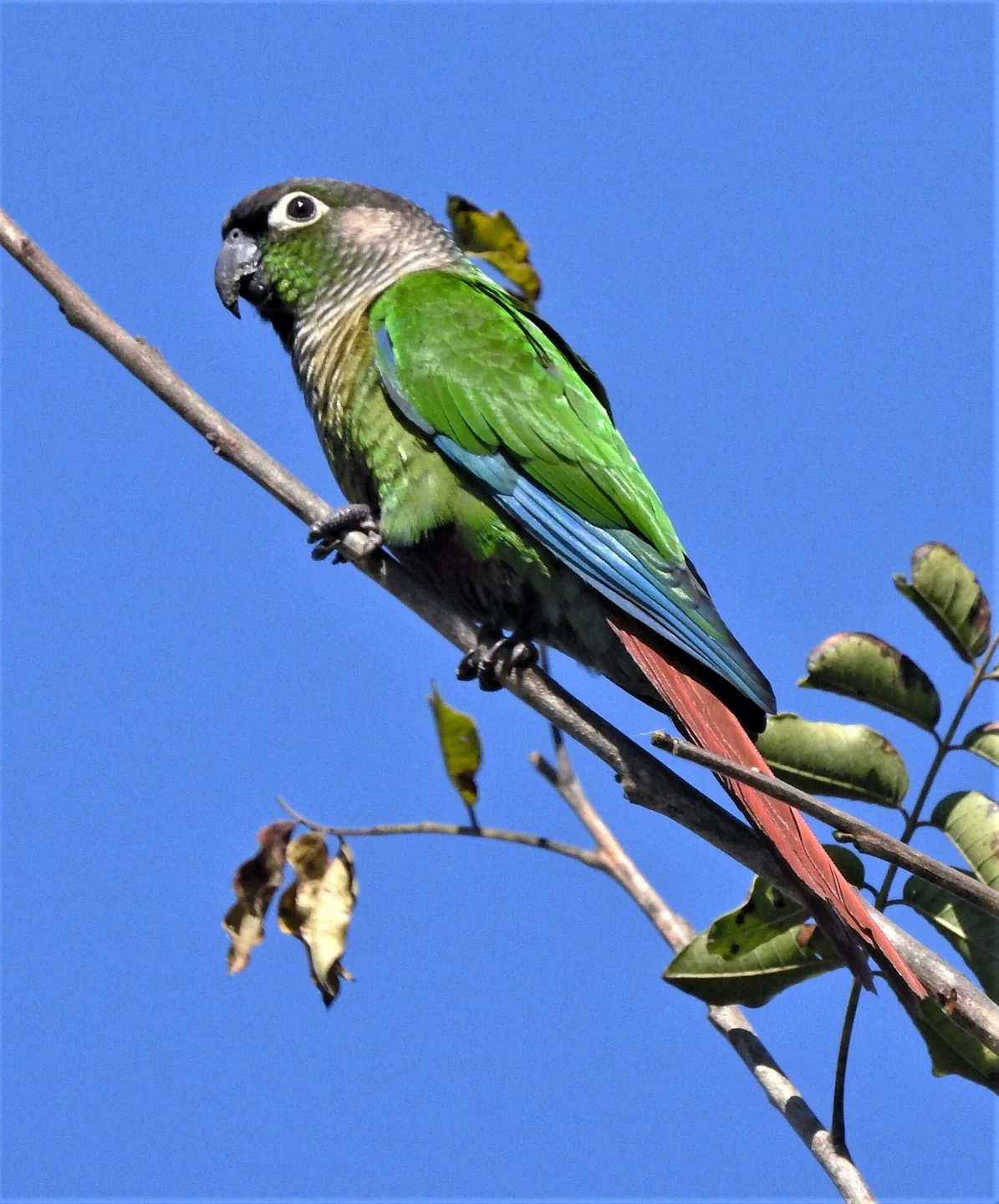 Wild green-cheeked conure on a twig.
