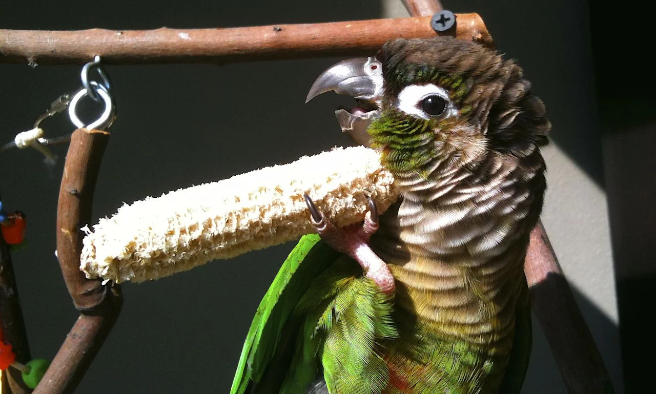 Green-cheeked conure eating from a corn cob.