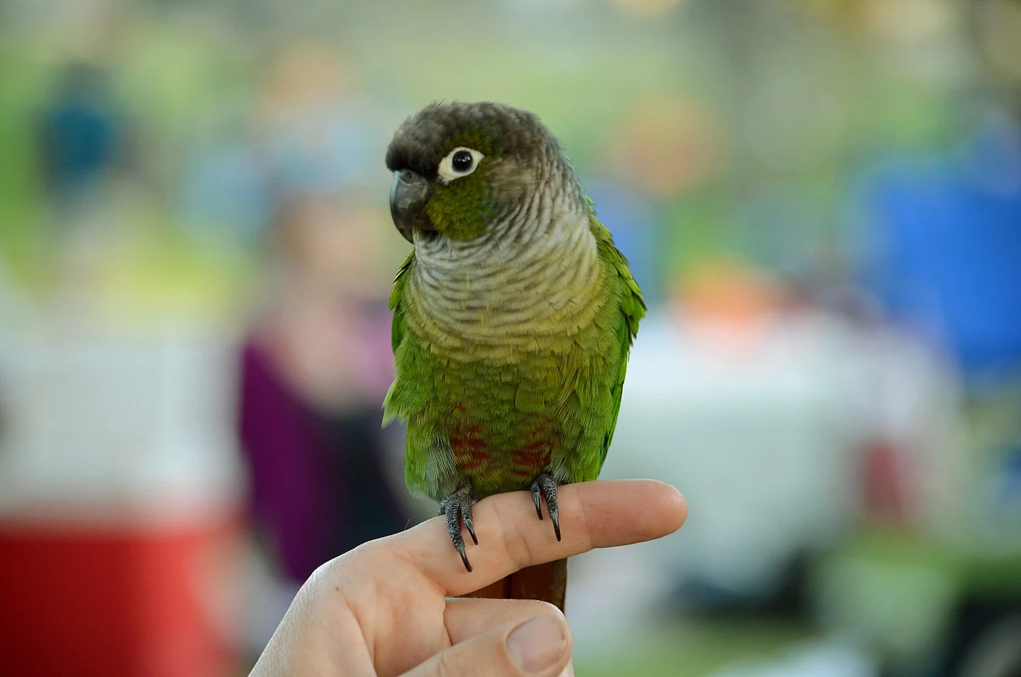 Green-cheeked conure perched on a hand.