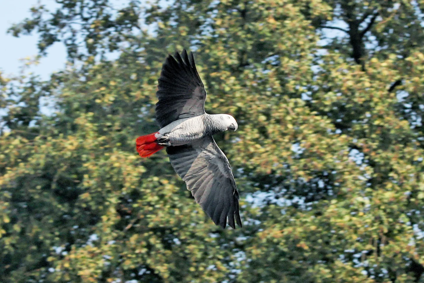 Graupapagei im Flug mit sichtbarem rotem Schwanz.