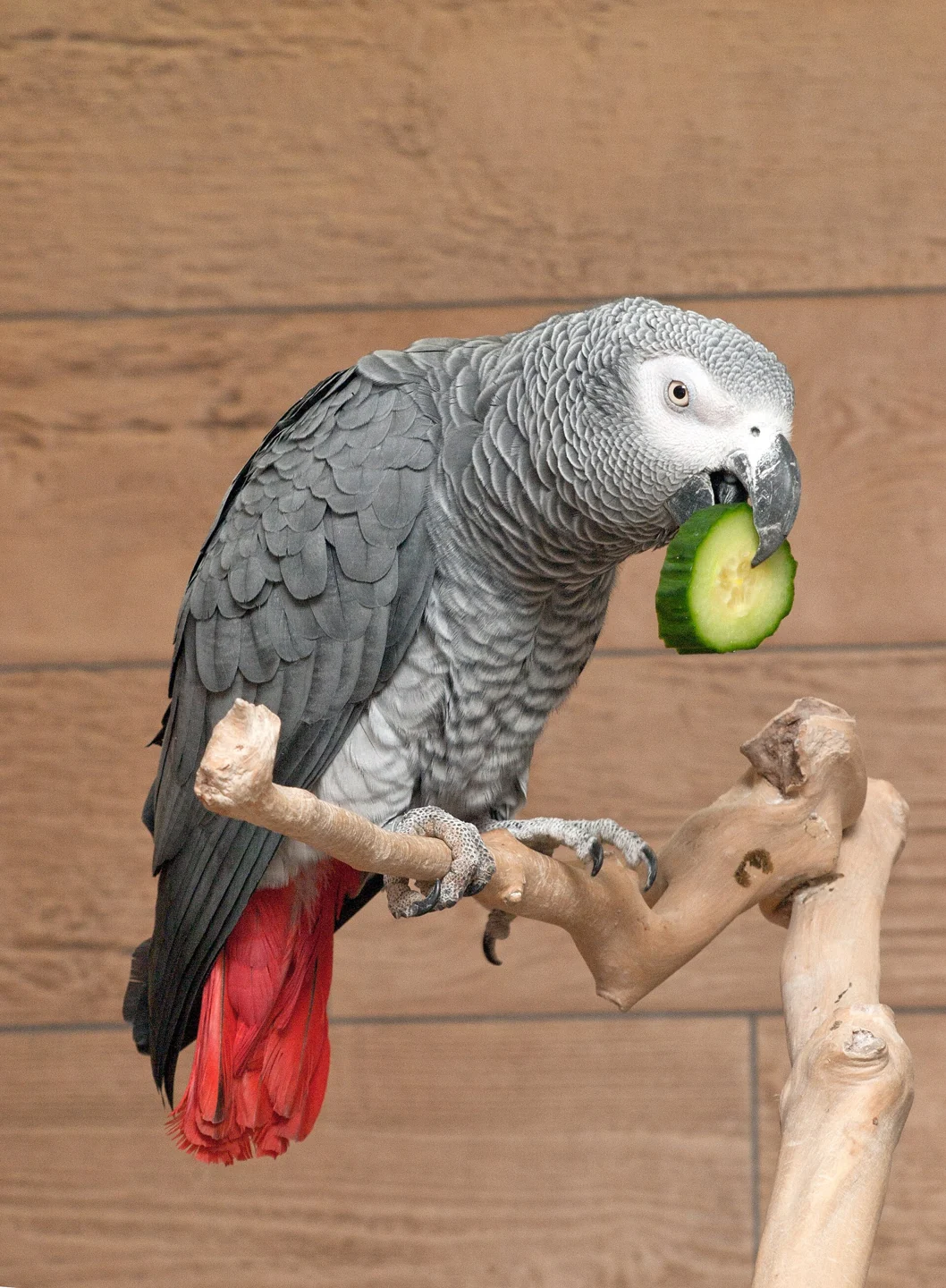 Graupapagei hält ein Stück Gurke mit dem Fuß.