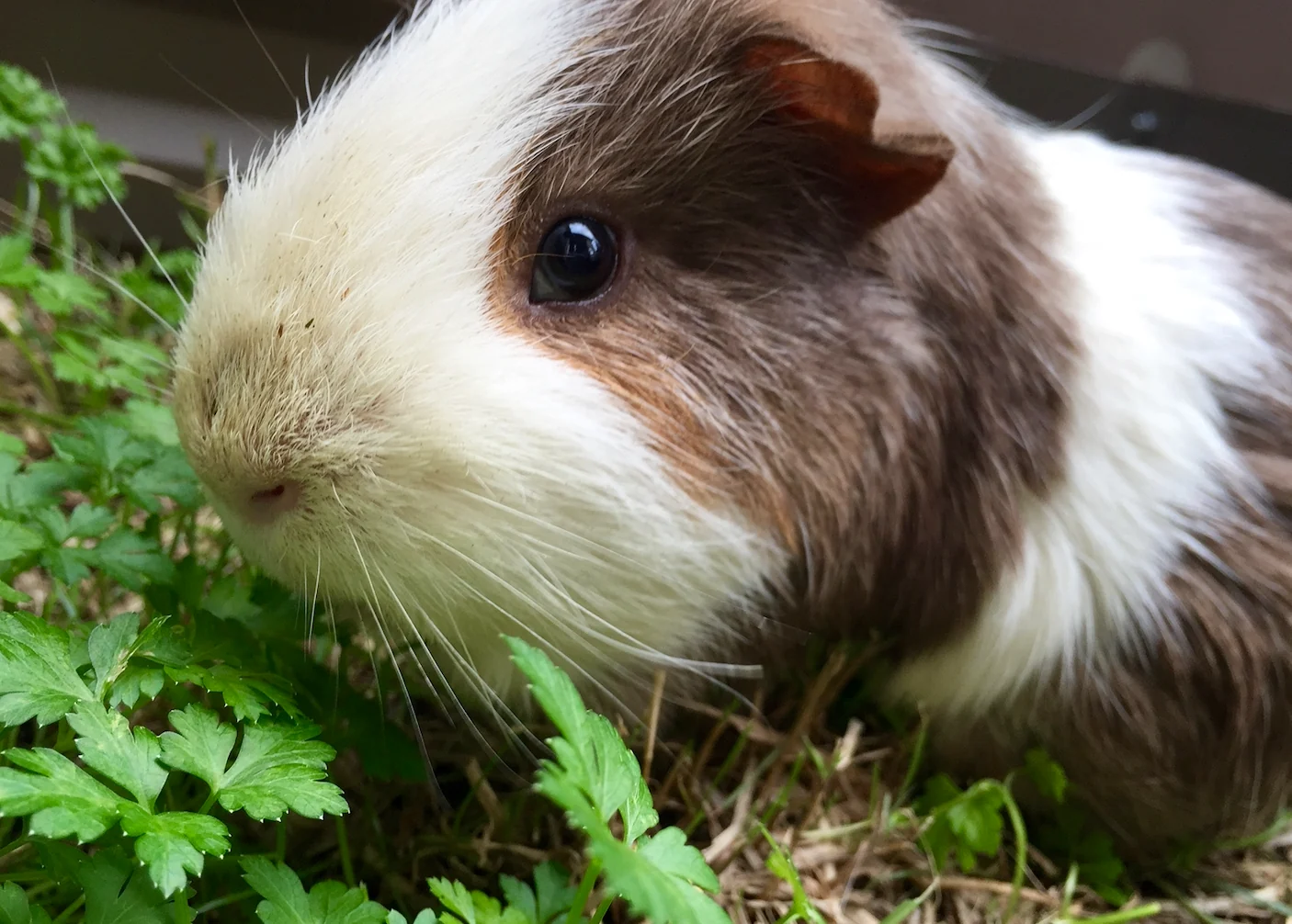 緑の植物に囲まれた茶色と白のモルモット。