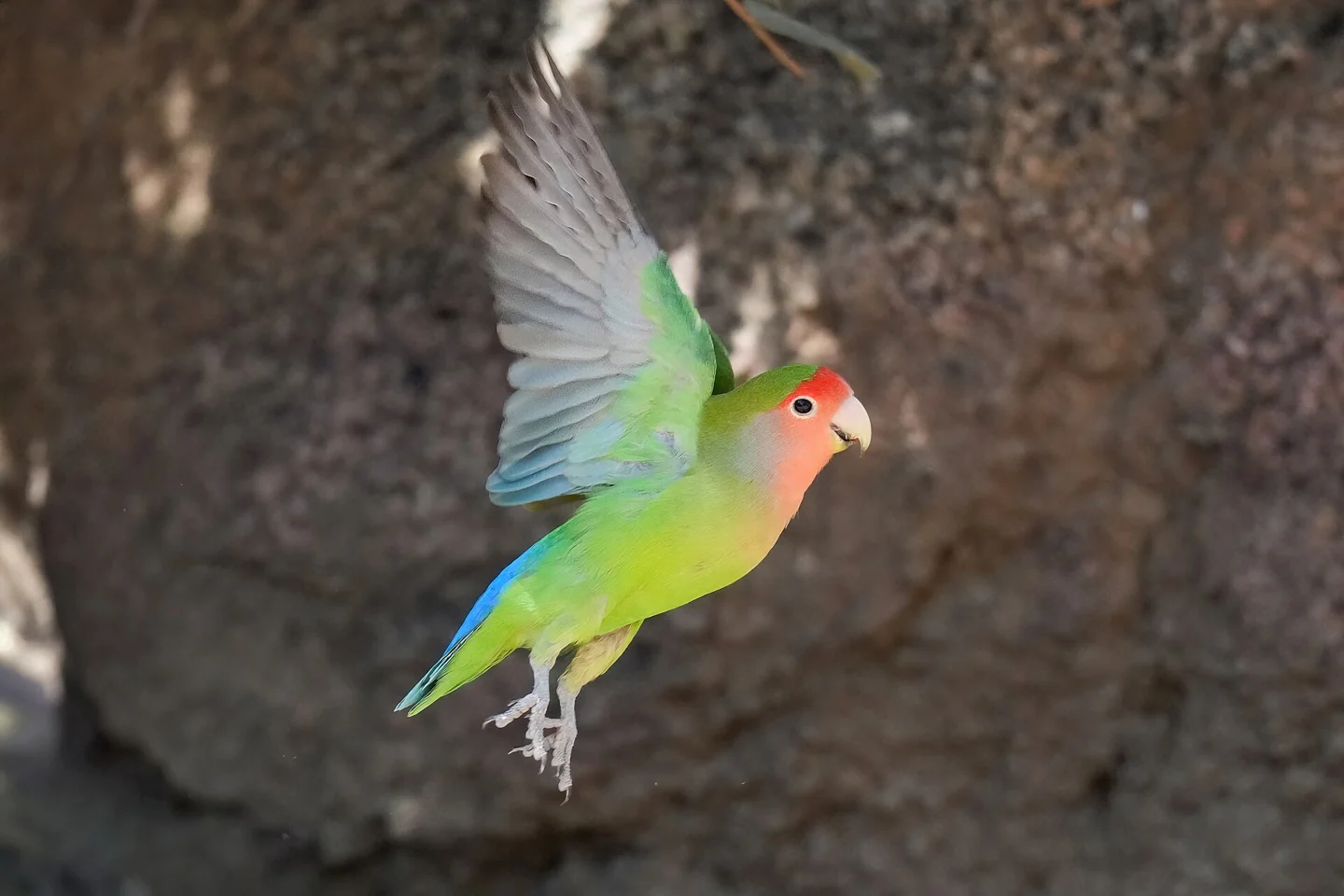 Rosenköpfchen im Flug.