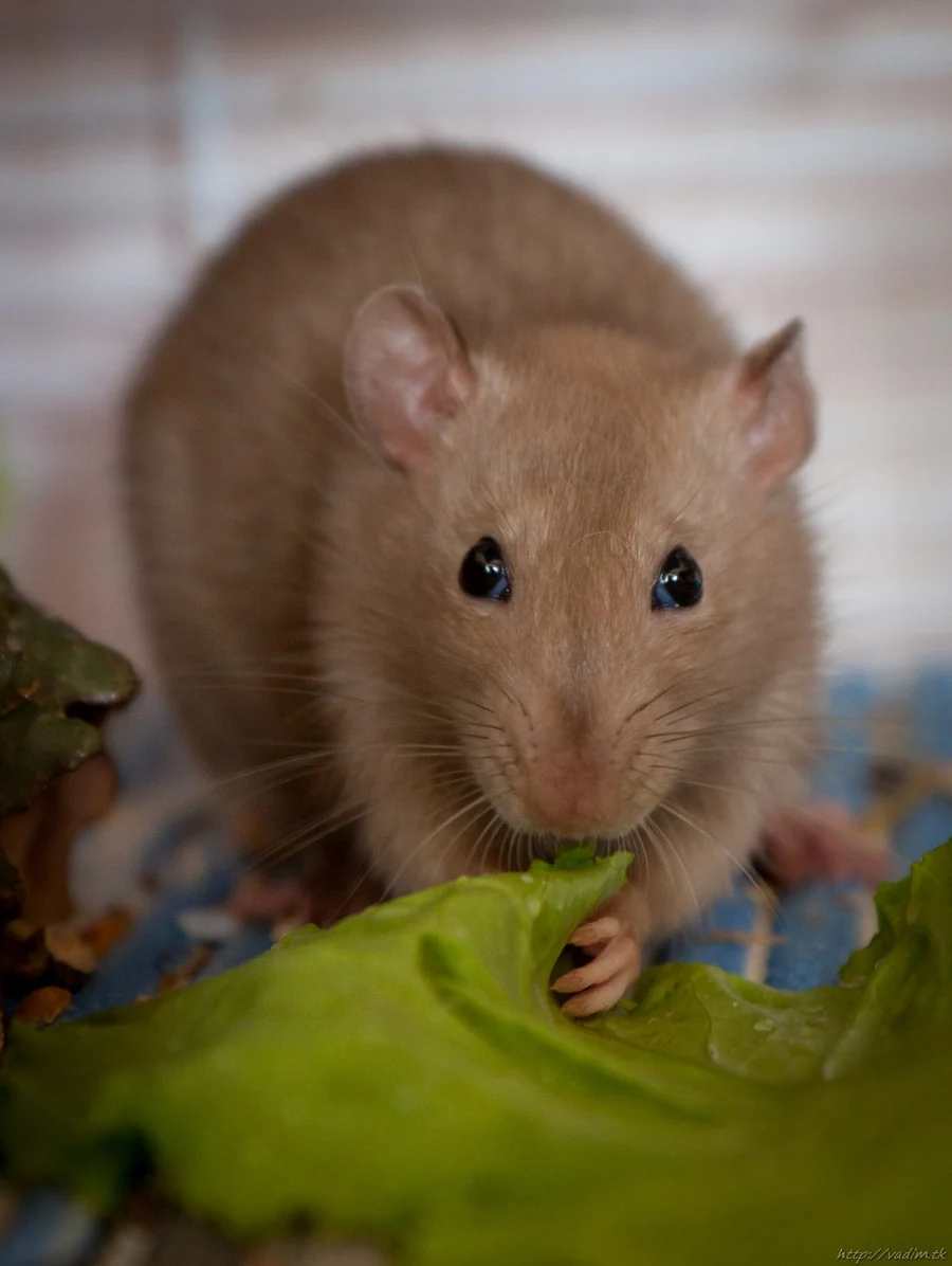 Braune Farbratte frisst ein Salatblatt.