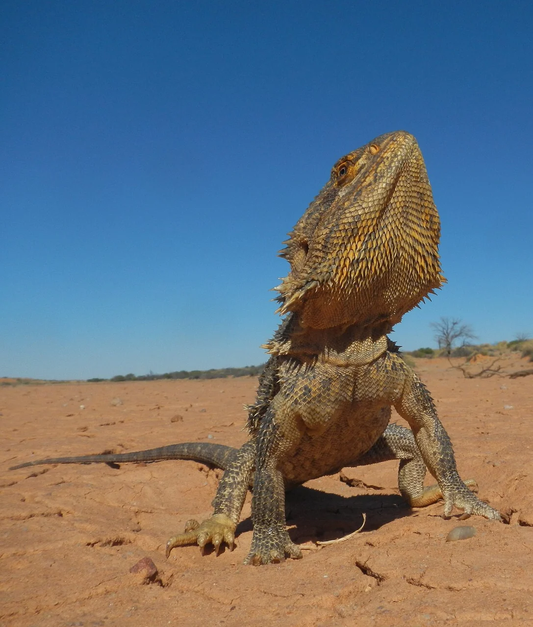Central bearded dragon with its head raised in a dry landscape