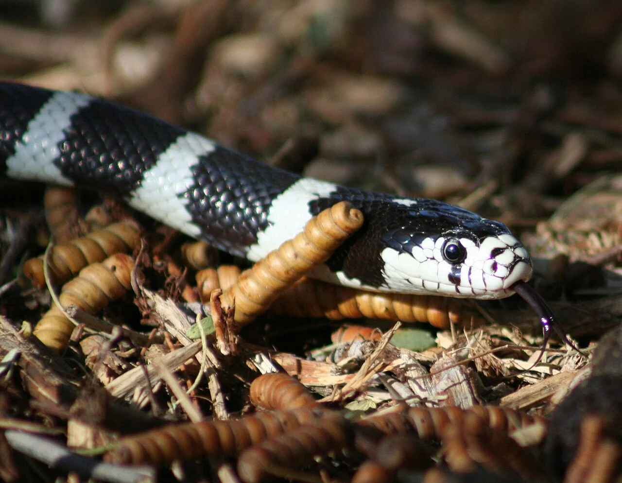 California kingsnake head among leaves