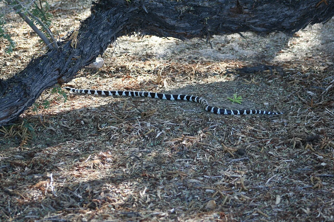 California kingsnake moving across open ground