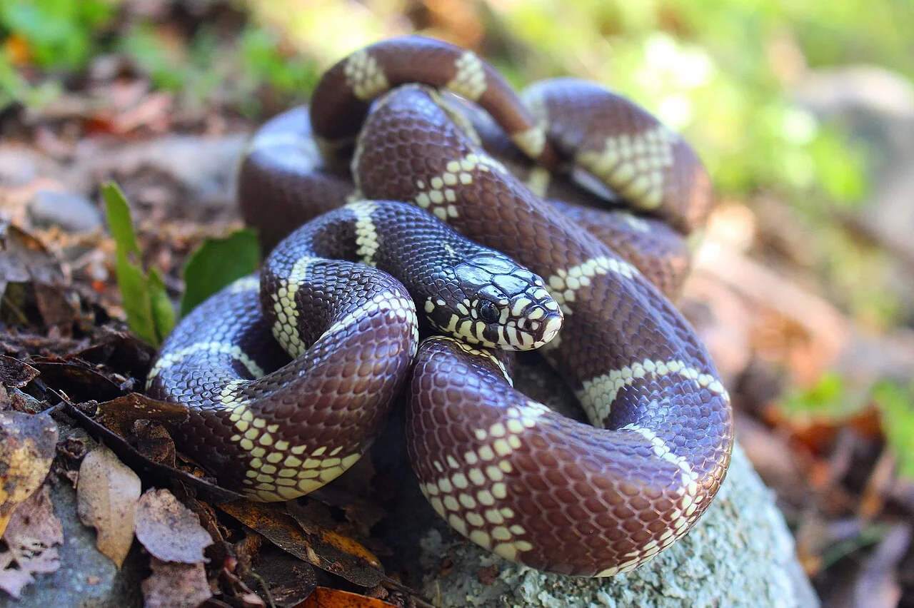 Dark and light banded California kingsnake on wood