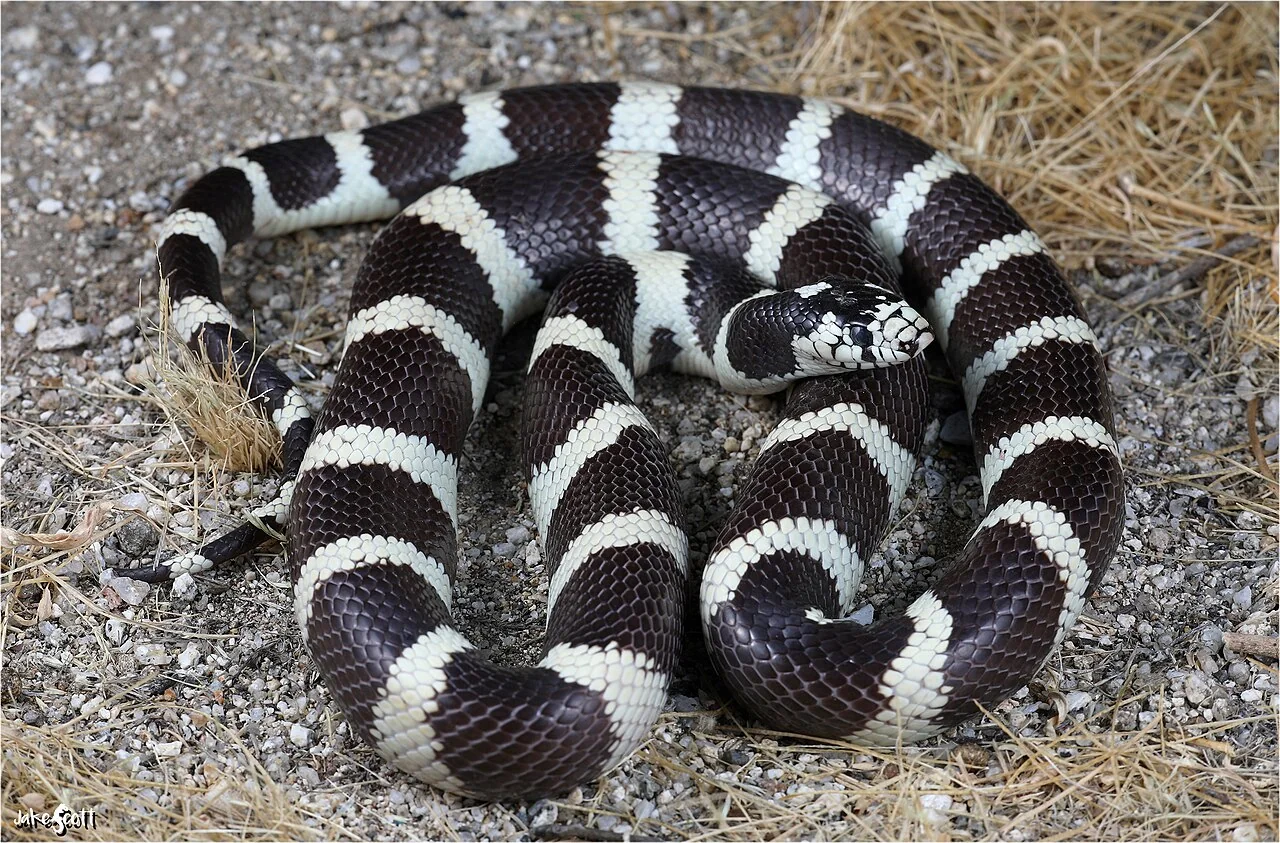 Coiled black-and-white banded California kingsnake