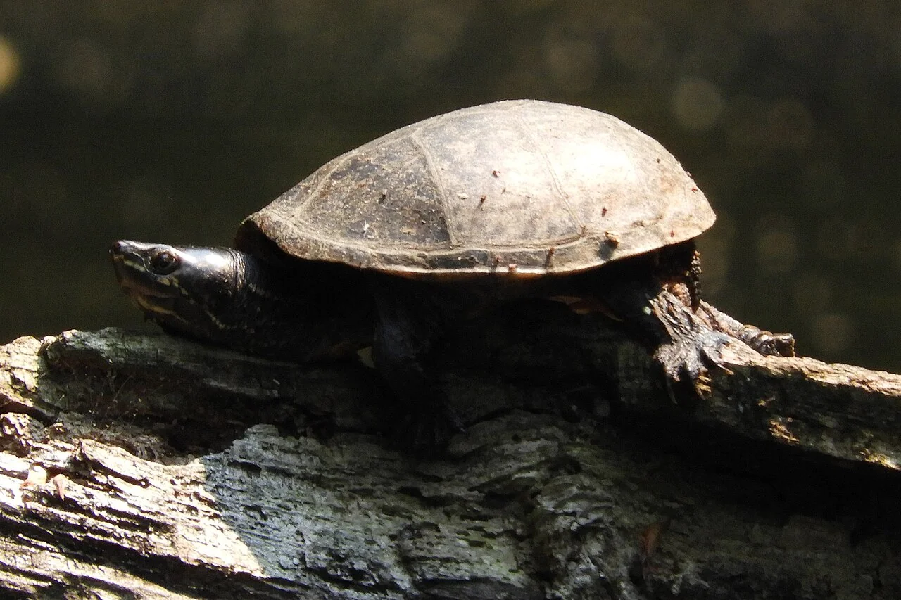 Common musk turtle basking on wood
